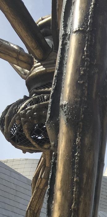 Araña cerca